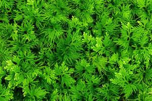 Nature leaves green of fern background in garden at spring. dark tropical foliage natural abstract background. photo