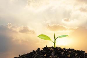 planta joven que crece al atardecer. salvar el medio ambiente o el concepto de mundo del planeta tierra. medios mixtos. foto