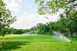 Beautiful park and green tree plant in urban public park. Nature of green grass in garden at summer. natural green plants. photo