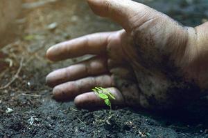 Hands protect growing plants. Save Earth Planet World Concept. Save nature. Environment protection. narturing tree growing on fertile soil. photo