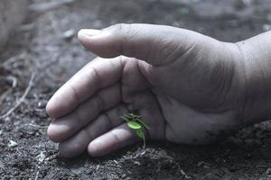 Hands protect growing plants. Save Earth Planet World Concept. Save nature. Environment protection. narturing tree growing on fertile soil. photo