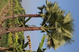 green colored palm tree stock photo