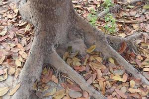 primer plano de las raíces de los árboles con hojas maduras foto