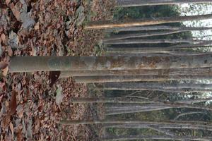 tree plant on forest for business photo