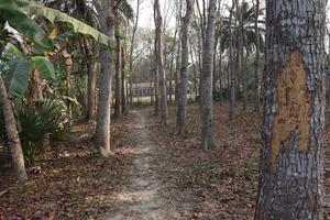 tree plant on forest for business photo