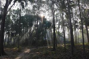 natural view of village with road photo