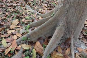 tree roots closeup with ripe leaf photo