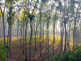 primer plano de la planta de árbol en el bosque foto