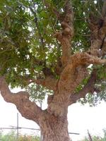 green tree and blue sky closeup photo