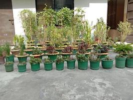 tree and flower plantation with pot photo