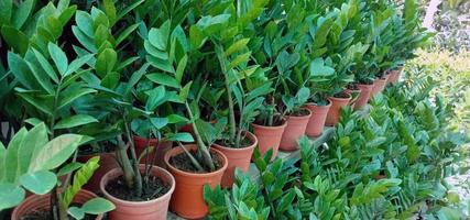 green colored beautiful tree with leaf on pot photo