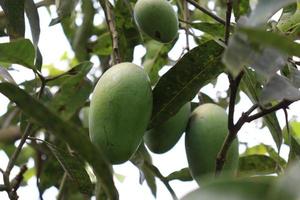 Mango verde crudo en árbol en la empresa foto