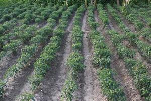 green colored chili tree firm photo