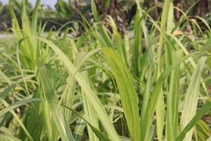 Sugarcane firm on field for harvest photo
