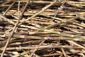 Primer plano firme de caña de azúcar en el campo para la cosecha