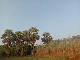 Primer plano firme de caña de azúcar en el campo para la cosecha foto