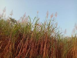 Sugarcane firm closeup on field for harvest photo