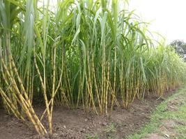 yellow colored tasty and healthy sugar cane photo