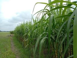 yellow colored tasty and healthy sugar cane photo