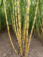 yellow colored tasty and healthy sugar cane photo