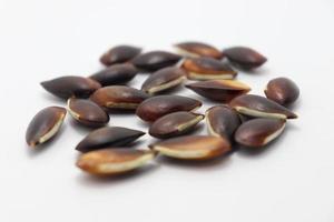 brown colored sapodilla seeds stock photo