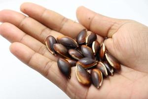 brown colored sapodilla seeds stock photo