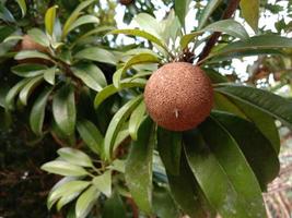 sapodilla closeup on tree in farm photo