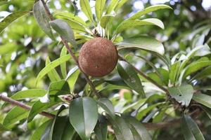 sapodilla closeup on tree in farm photo
