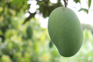 green raw mango on tree in the firm photo