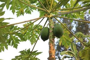 healthy green raw papaya stock photo