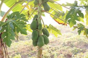 healthy green raw papaya stock photo