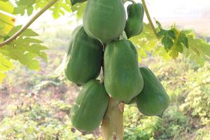 healthy green raw papaya stock photo