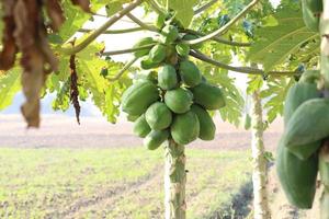 healthy green raw papaya stock photo