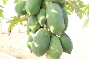 healthy green raw papaya stock photo