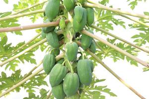 healthy green raw papaya stock photo