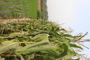 green colored Maize tree firm with flower photo