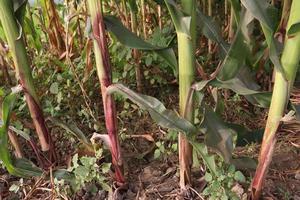 green colored maize tree firm on field photo