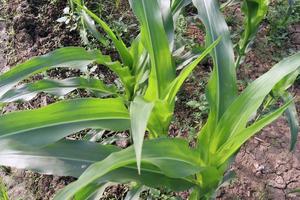 green colored maize leaf on tree photo