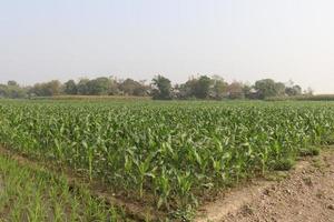 green colored maize tree firm on field photo