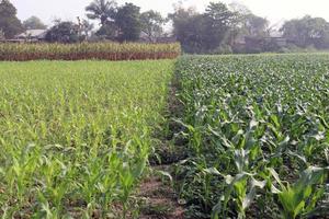 green colored maize tree firm on field photo