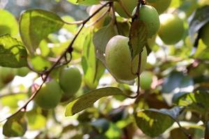 jujube closeup with tree on firm photo