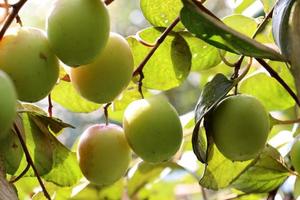 jujube closeup with tree on firm photo