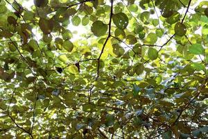 green leaf of jujube on firm photo