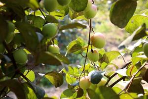 jujube closeup with tree on firm photo