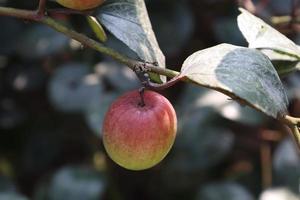 jujube closeup with tree on firm photo