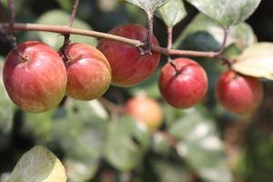 jujube closeup with tree on firm photo