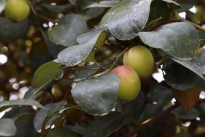 jujube closeup with tree on firm photo