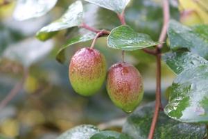 jujube closeup with tree on firm photo