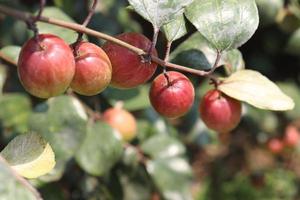 jujube closeup with tree on firm photo