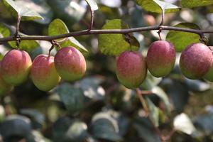 jujube closeup with tree on firm photo